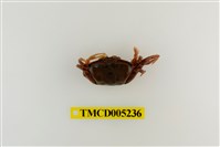 藏品(北方丑招潮蟹)的圖片